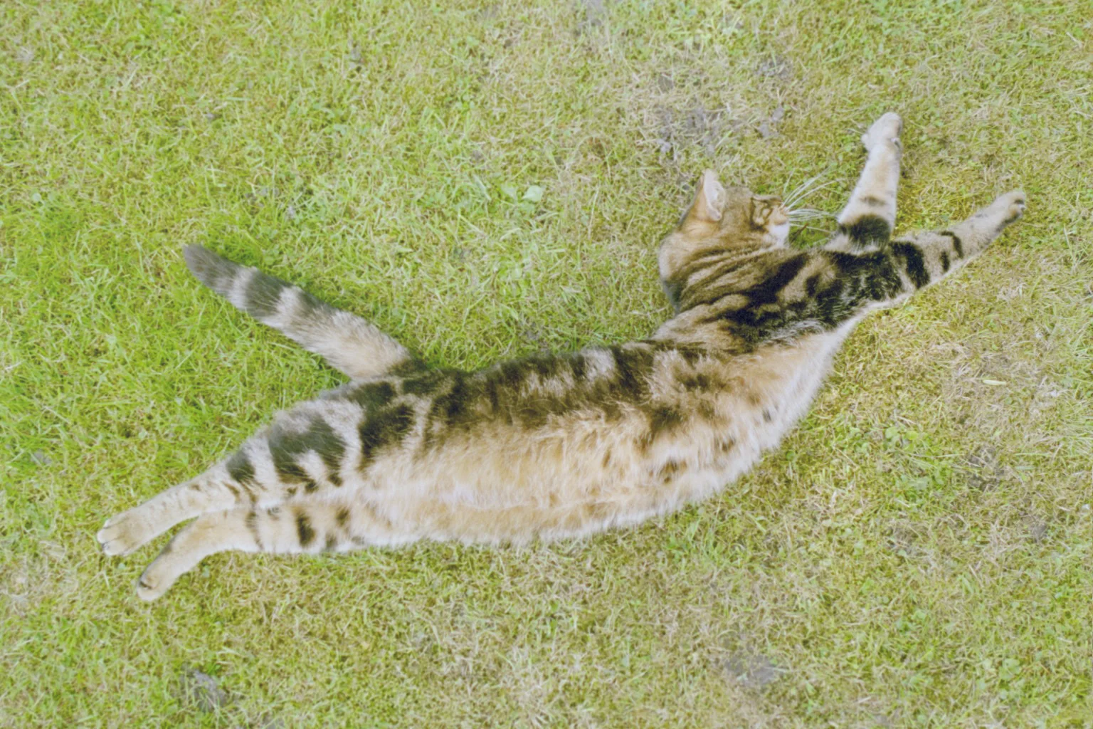 A cat stretching out fully on green grass with a relaxed expression