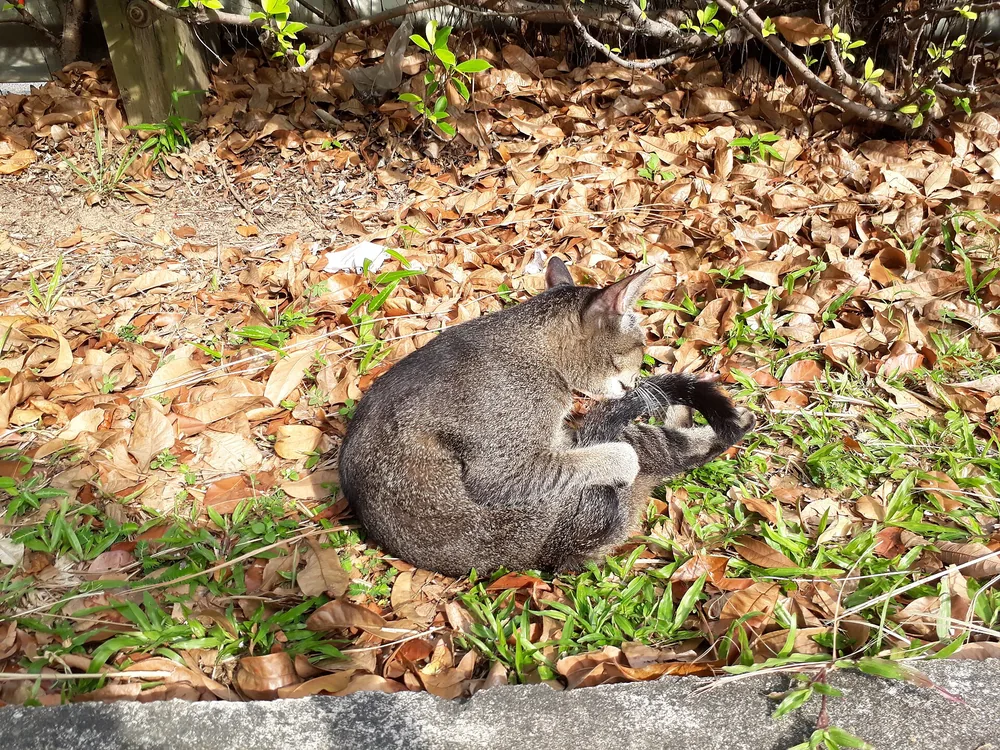 A brown tabby cat curled up and resting on the ground among dry leaves and grass