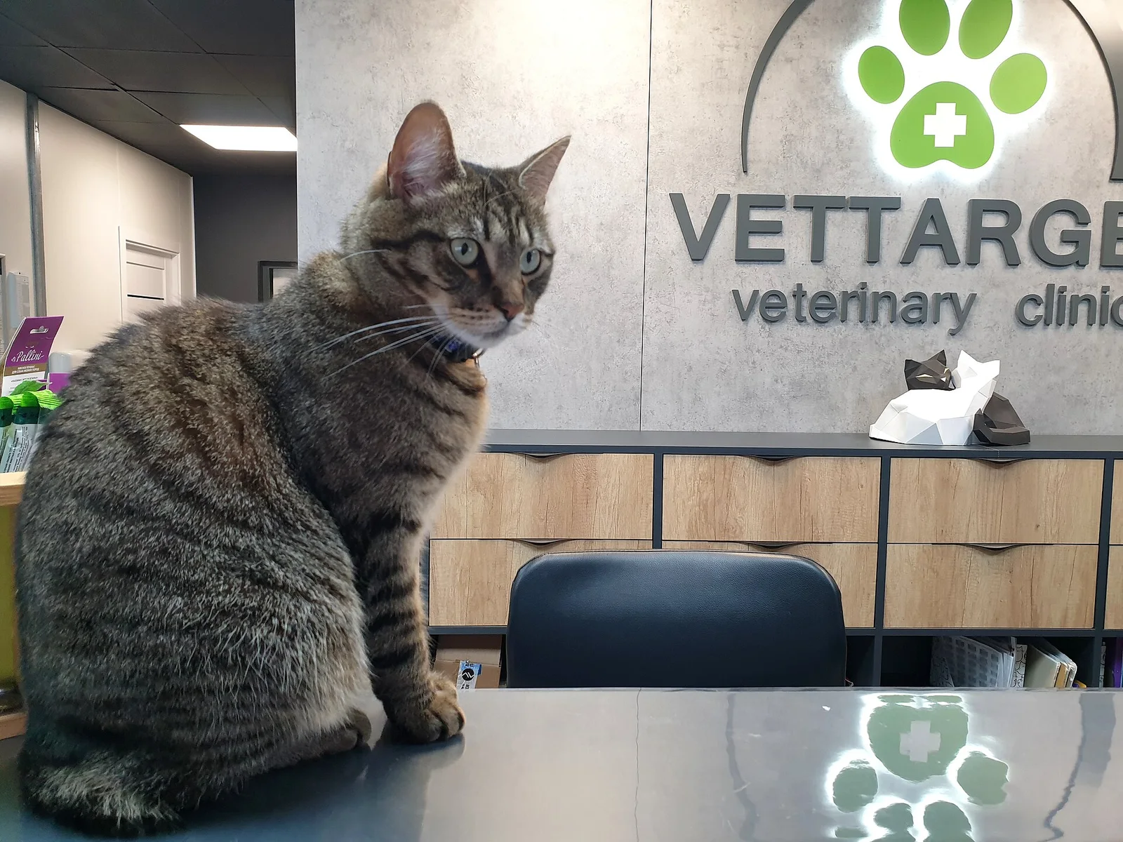 Real photo of a cat at a veterinary clinic