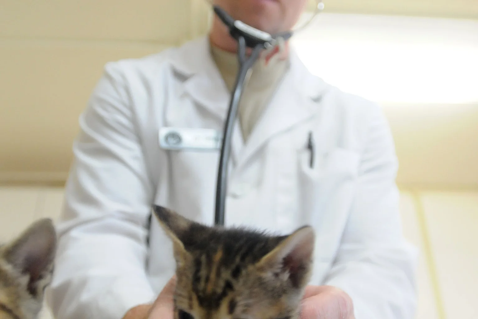 A veterinarian examining a cat with a stethoscope on an exam table