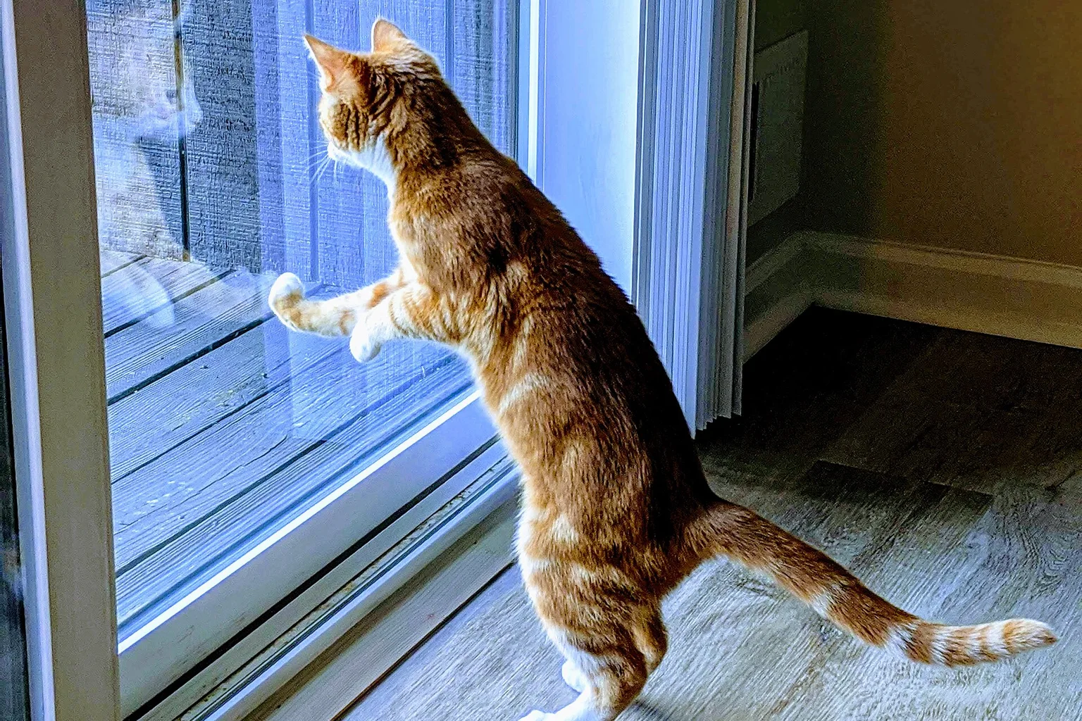 An orange cat standing at a glass door and watching the garden outside
