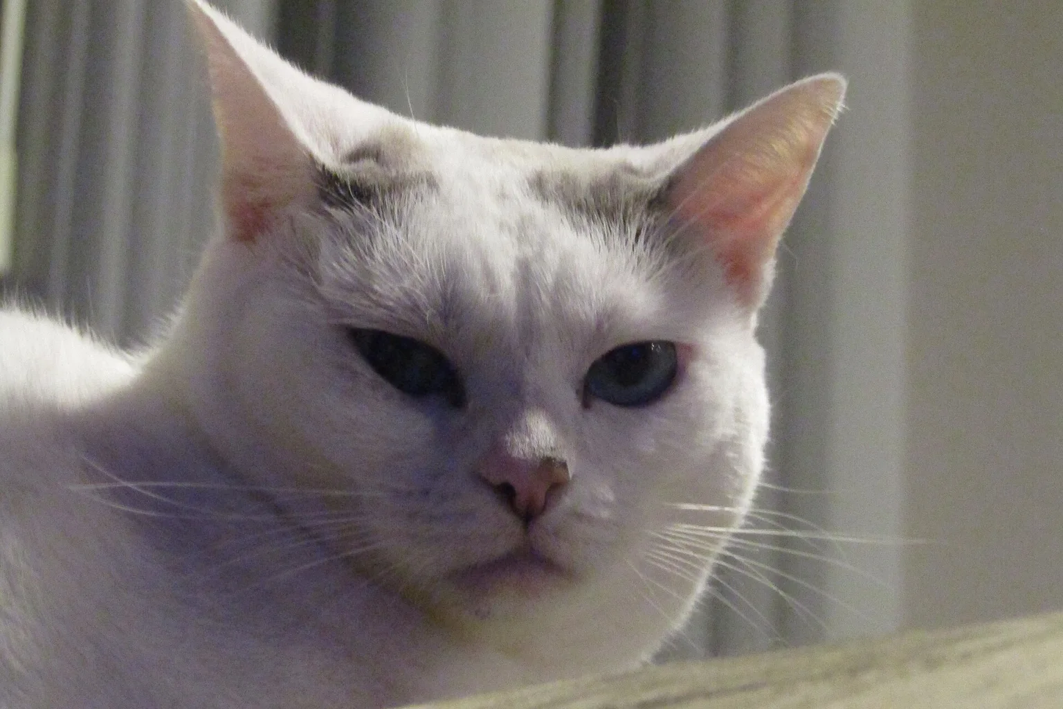 A white cat with amber eyes looking calmly at the camera