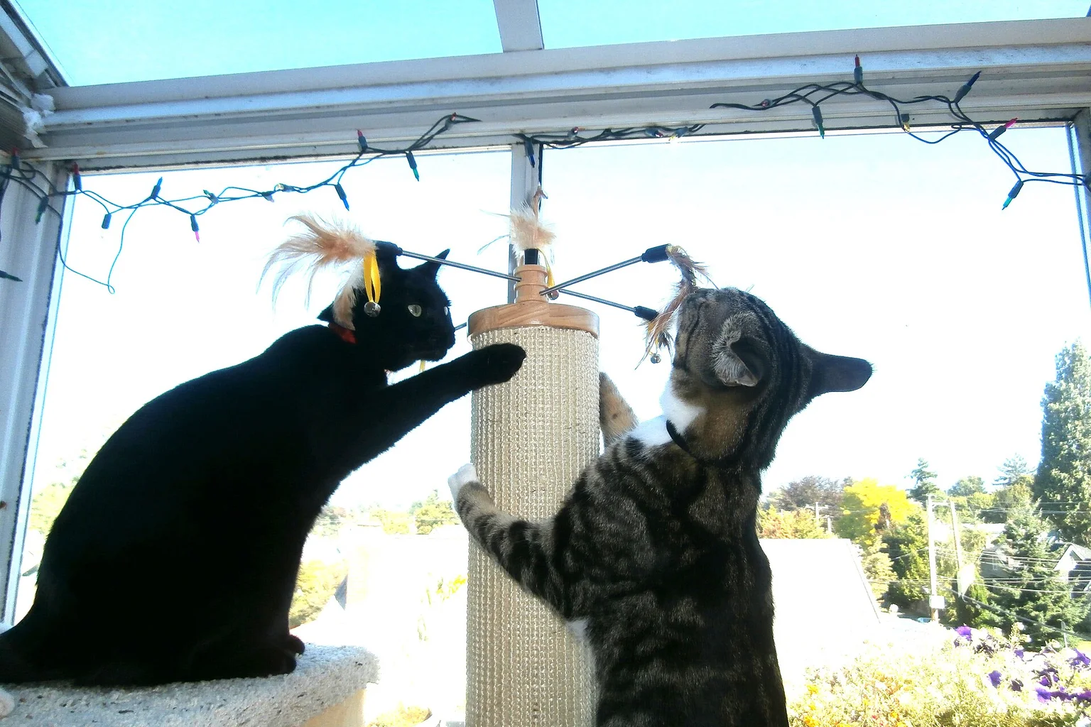 Two cats playing with feather toys on a cat tower by a bright window