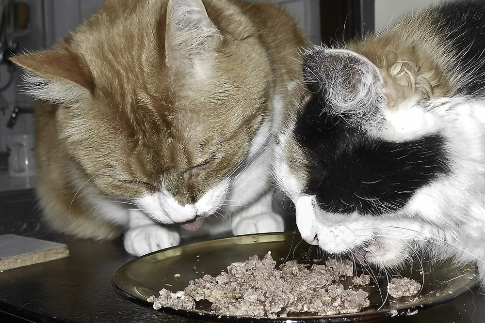 Two cats eating wet food together from a shared plate