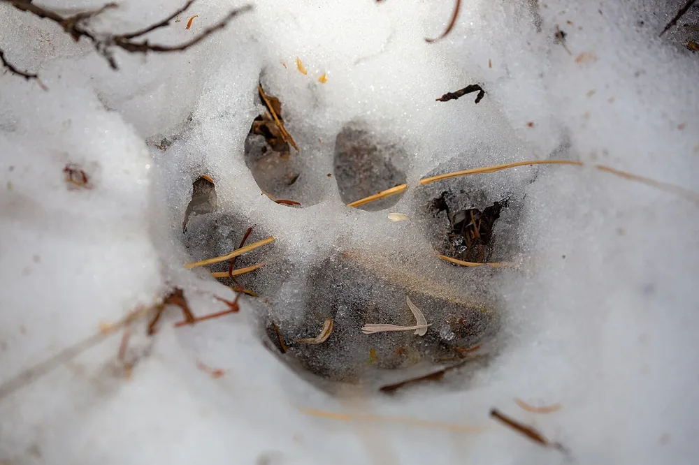 A large cat footprint in snow with a broad heel pad and no claw marks — the feline track pattern