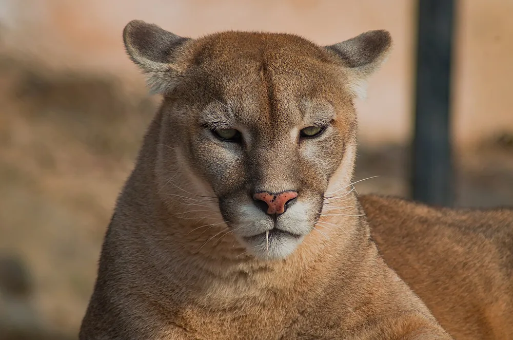 A cougar in close profile with a plain tan coat; the eastern cougar subspecies that once ranged Georgia is extinct
