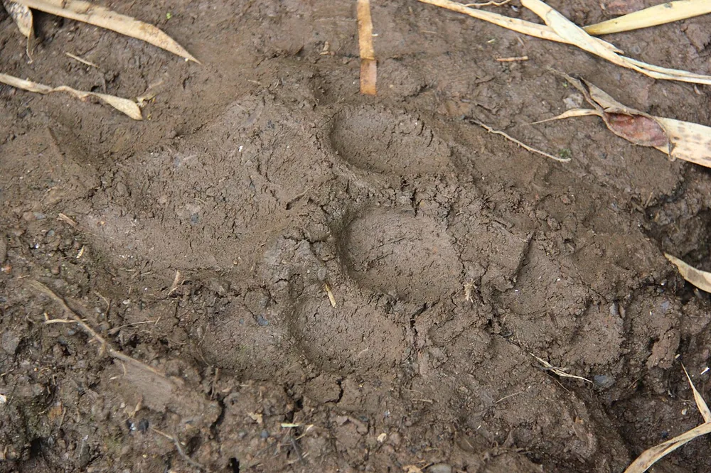 A single clear cat footprint pressed into mud, showing a rounded pad and four toes with no claw marks
