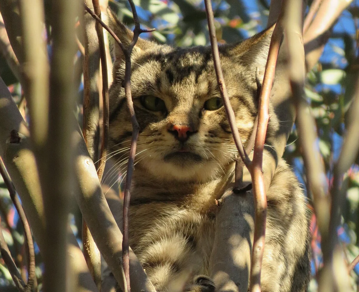 A brown tabby cat peering through thin tree trunks and green leaves, no collar visible