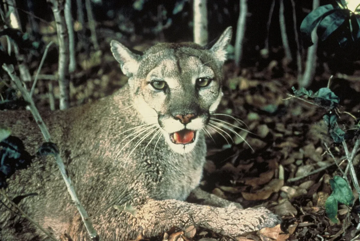 Real photo of a Florida panther in dense green vegetation