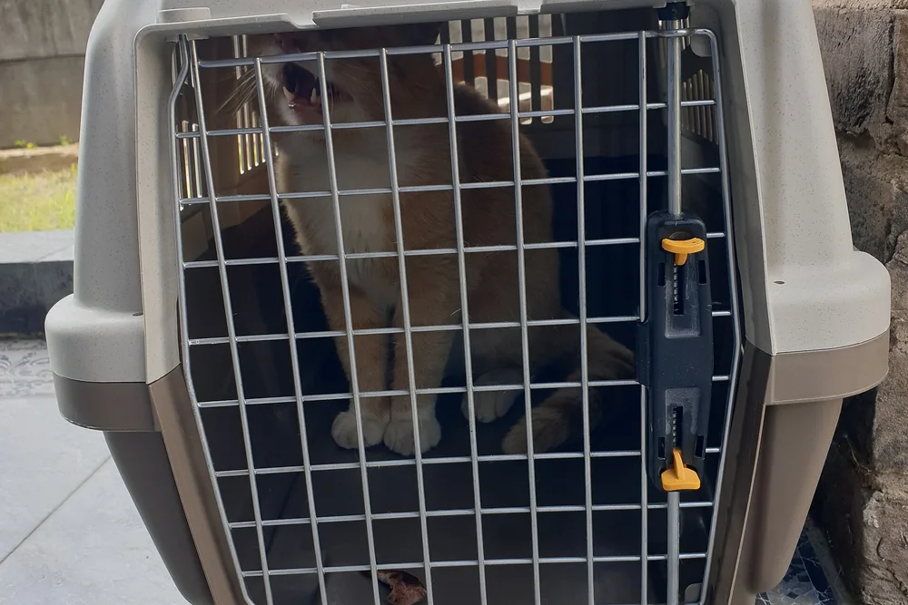 A ginger cat sitting inside an open hard-sided travel crate on a patio