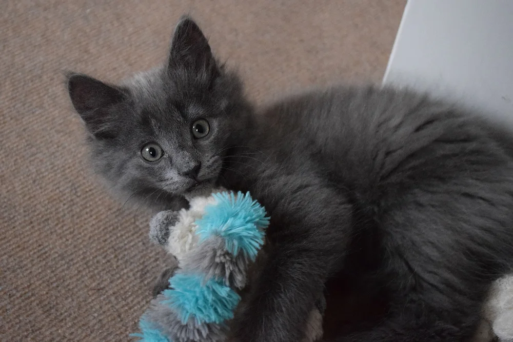 A fluffy grey kitten holding a blue plush toy on a carpet