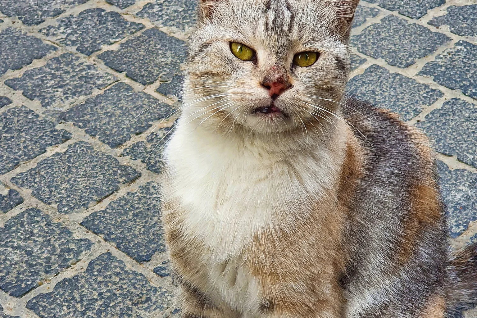 A calico tabby cat sitting on warm stone pavement and looking up at the camera