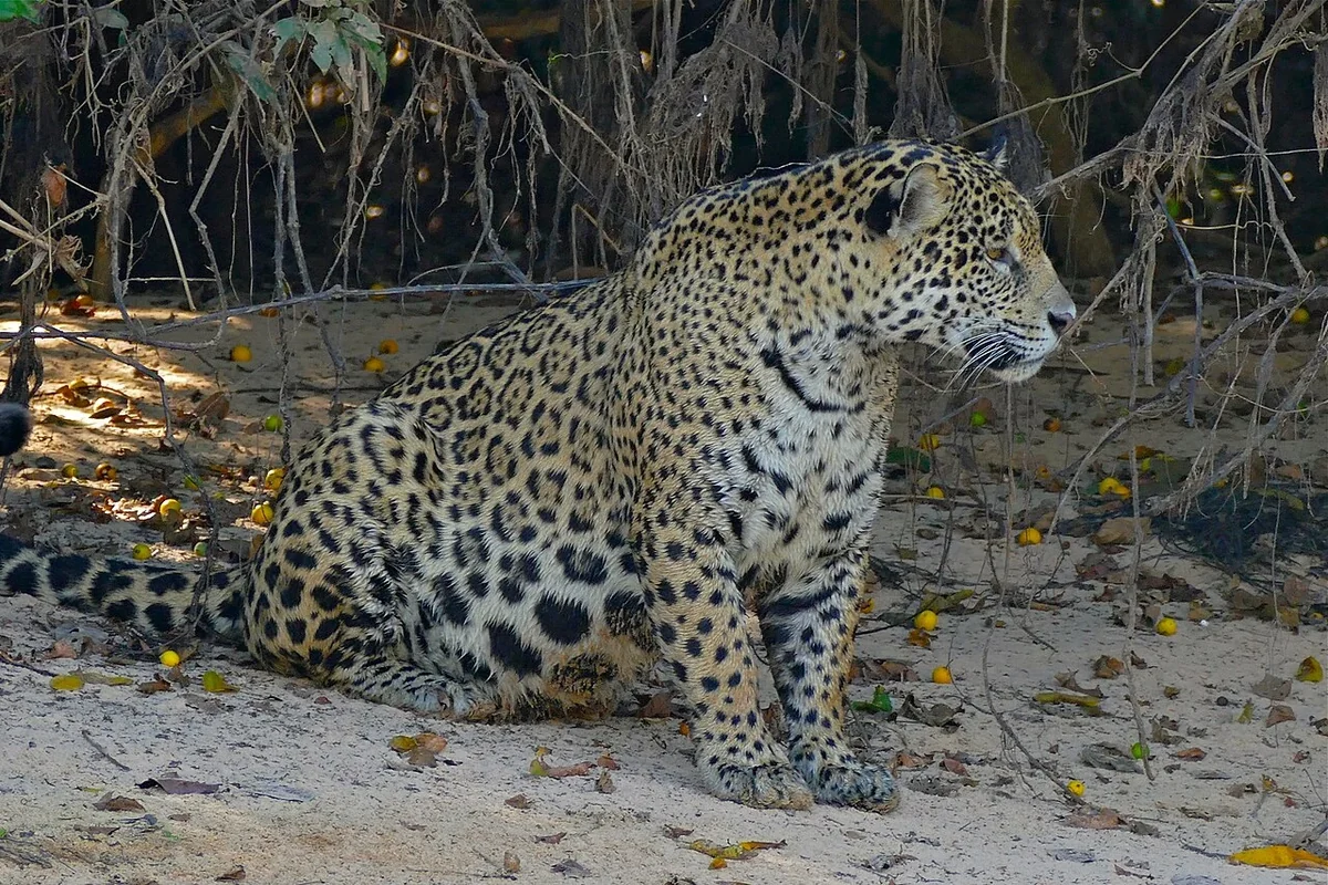 A jaguar sitting in profile on a sandy riverbank, its rosettes clearly visible