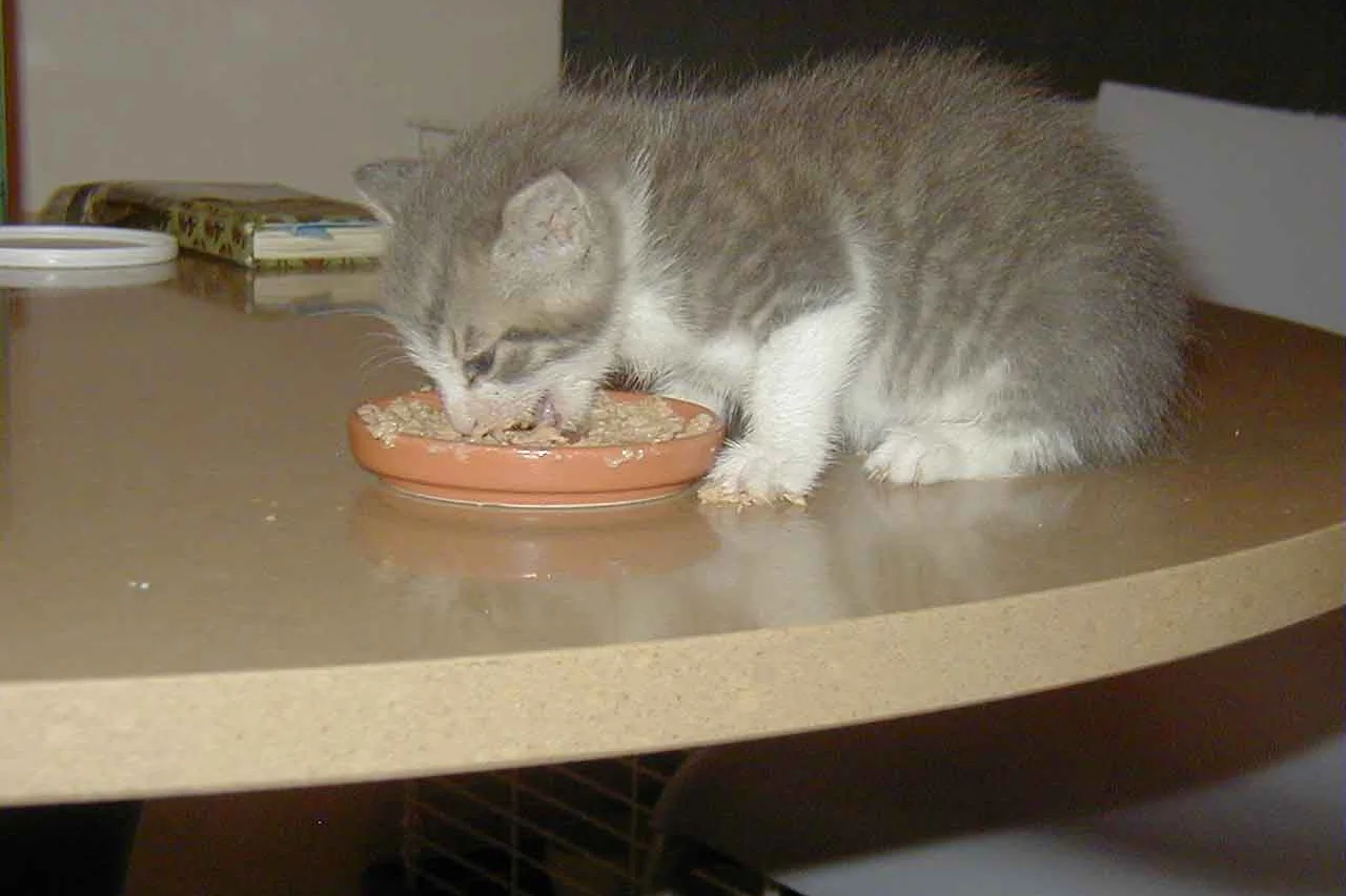 Real photo of a kitten eating from a bowl
