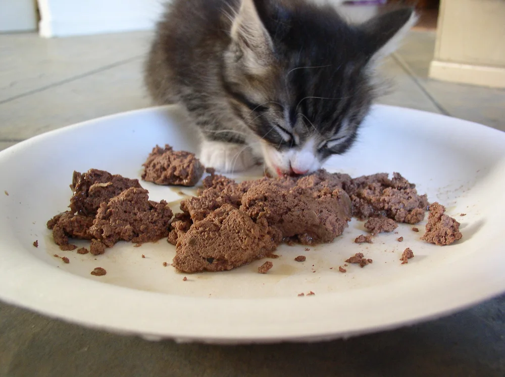 A tabby kitten eating wet food from a white plate on the floor