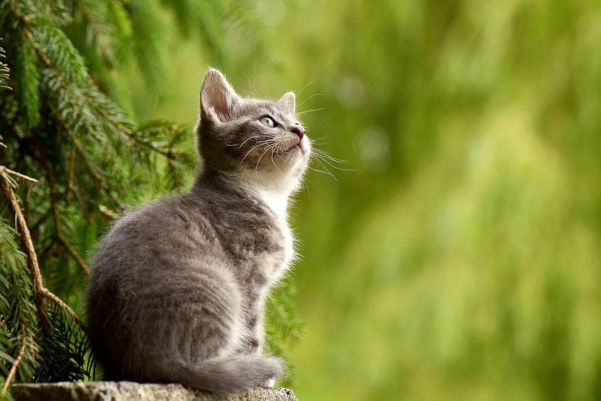 A grey kitten sitting outdoors and looking up attentively