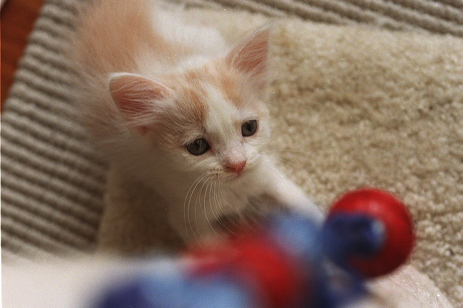 A ginger and white kitten playing with a small toy ball on a carpet