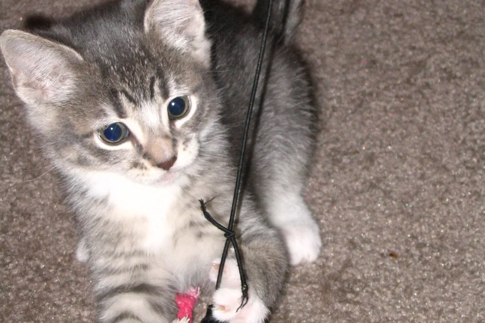 A tabby kitten batting at a wand toy on a grey carpet