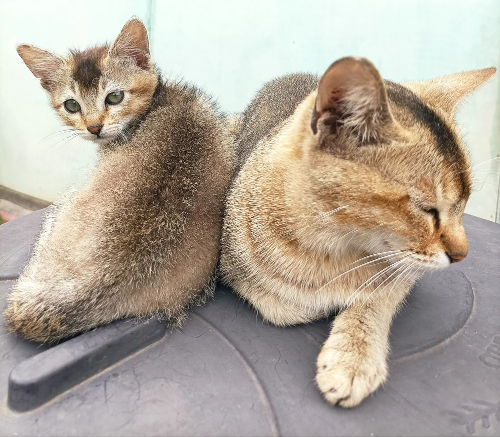 A young kitten resting beside its mother on a soft surface