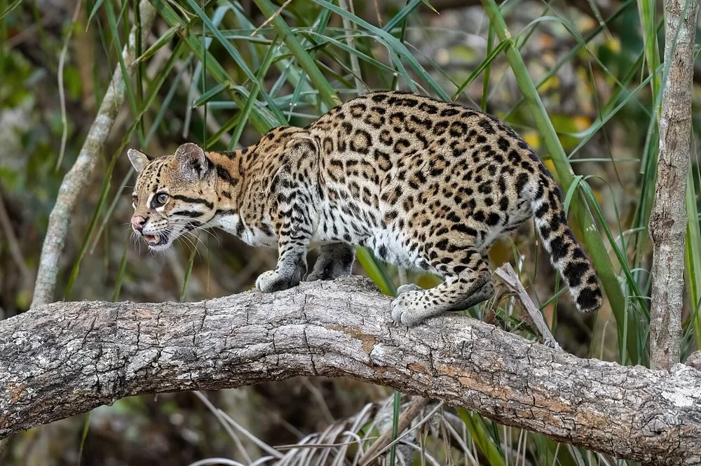 An ocelot walking along a thick fallen log, showing chain-like rosettes and a banded tail