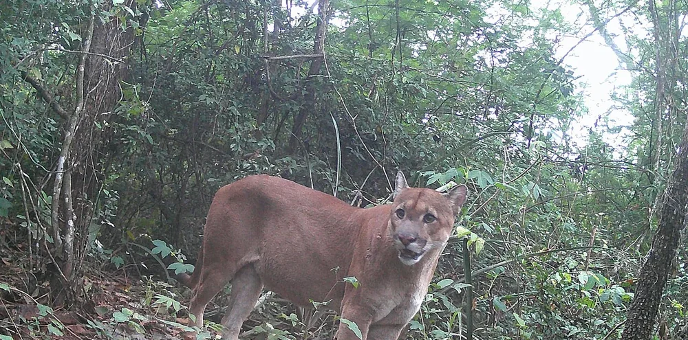 A tawny cougar standing in dense green forest understory, head turned toward the camera