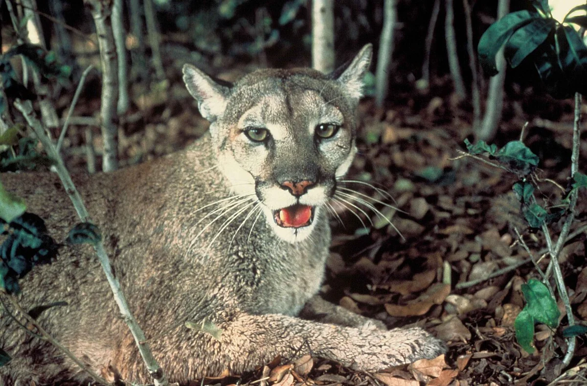 A puma lying in dry leaf litter among thin saplings, looking toward the camera