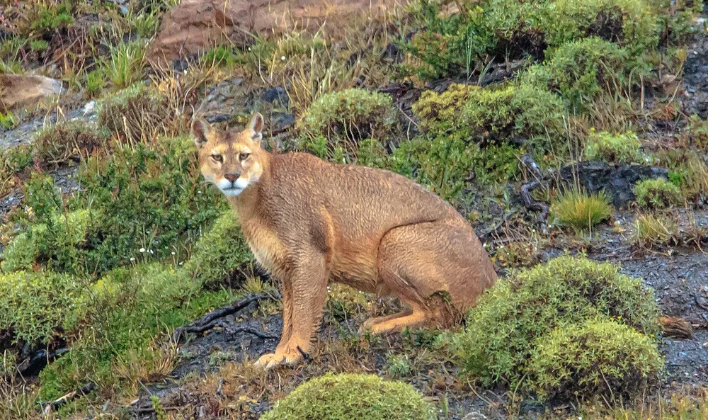 A wild puma crouching on a scrub-covered rocky hillside, its long tail tucked behind it