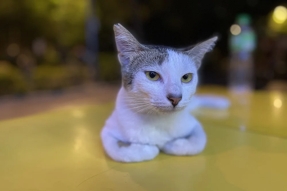 A grey-and-white cat lying on a yellow surface, staring straight toward the camera