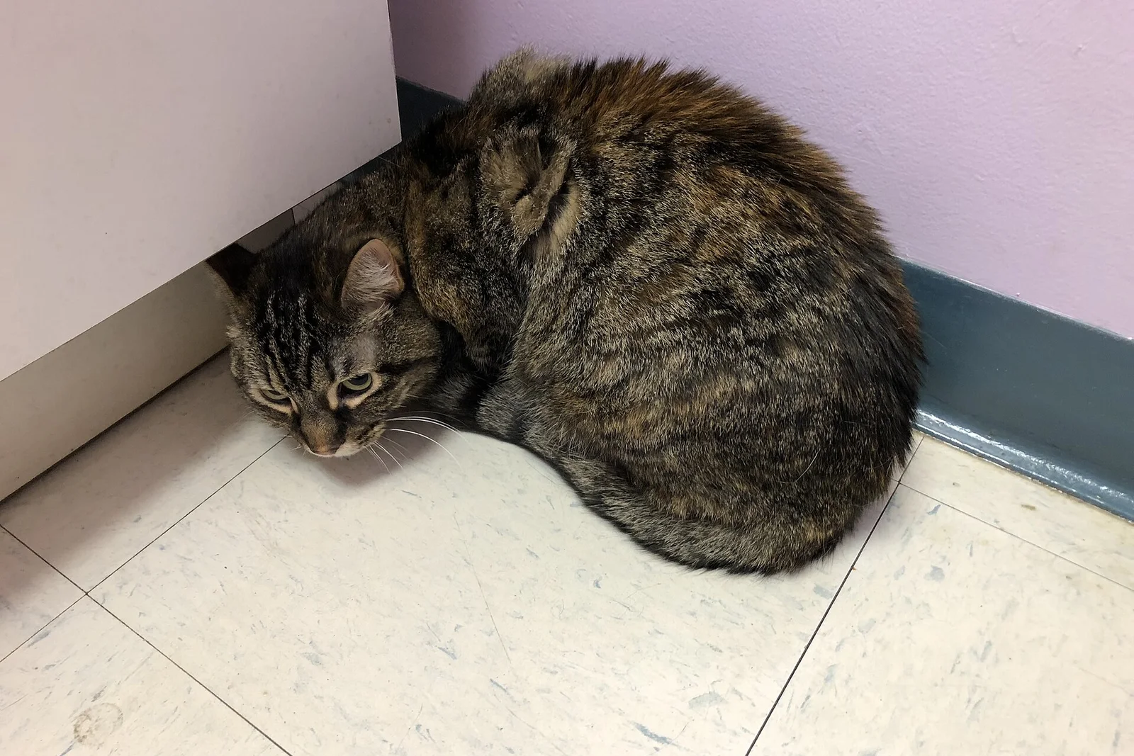 Real photo of a shy tabby cat hiding in a corner