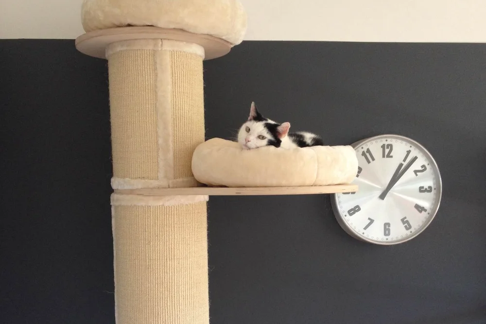 A black-and-white cat resting high on the fleece platform of a tall sisal-wrapped cat tree