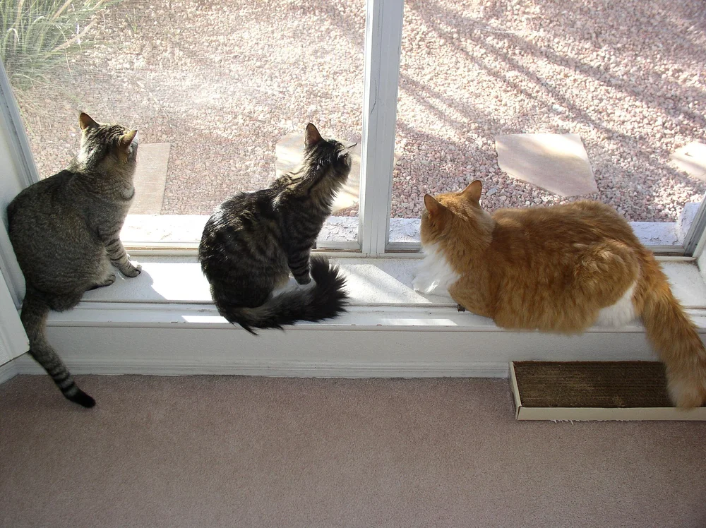 Three cats perched together on a wide window sill watching outside