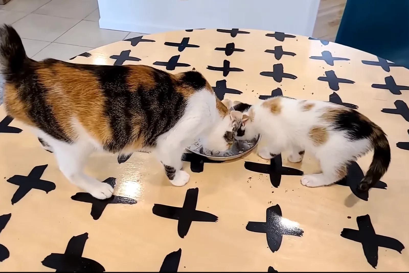 Real photo of two cats eating from a bowl