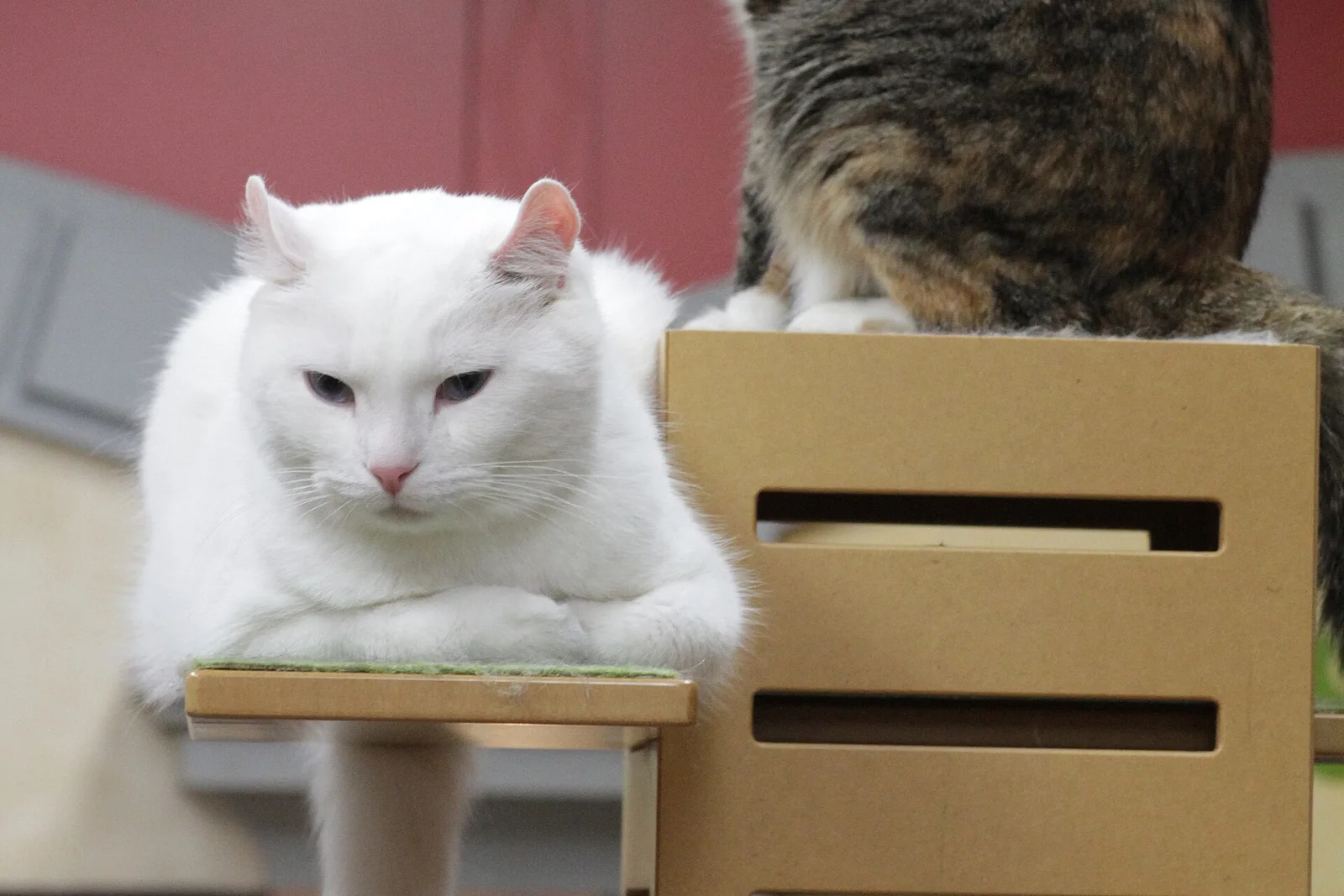Real photo of two cats resting on a cat tree