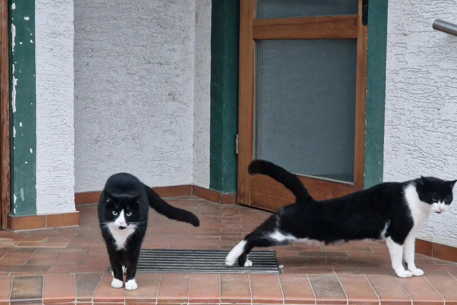 Two cats together on a patio, one walking and one stretching