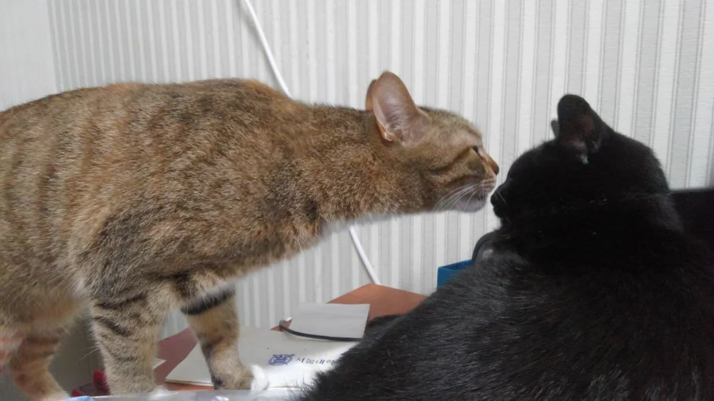 A brown tabby cat reaching out to sniff a black cat during a calm indoor meeting