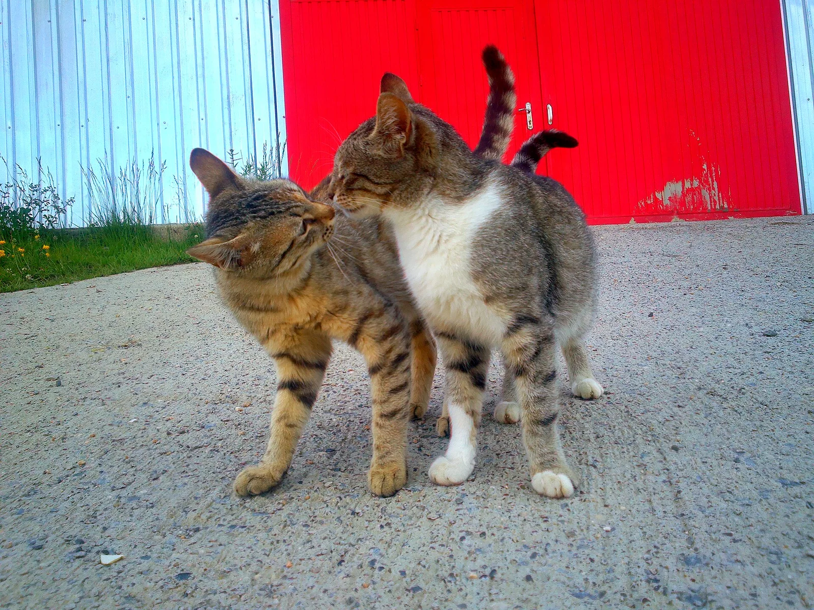 Real photo of two cats nuzzling noses outdoors