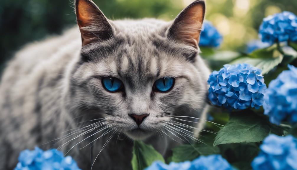 cat health and hydrangeas