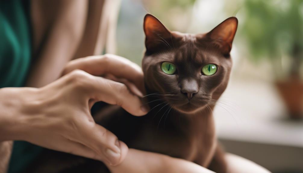 choosing a purebred burmese